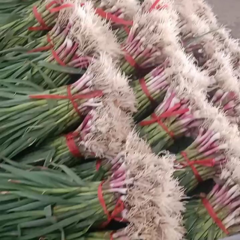 甘肃红根蒜苗上市需要的联系我
