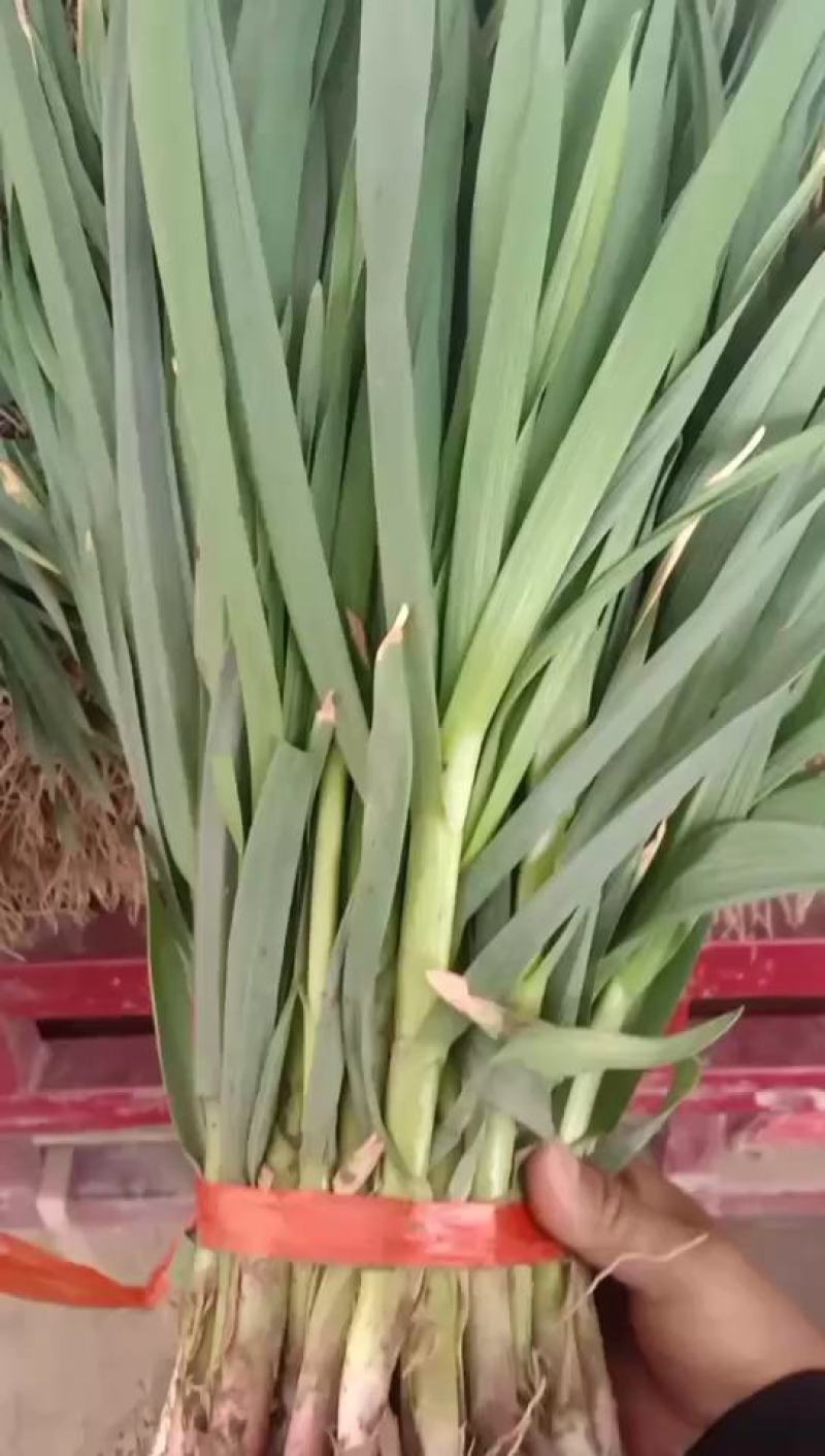 甘肃红根蒜苗上市需要的联系我