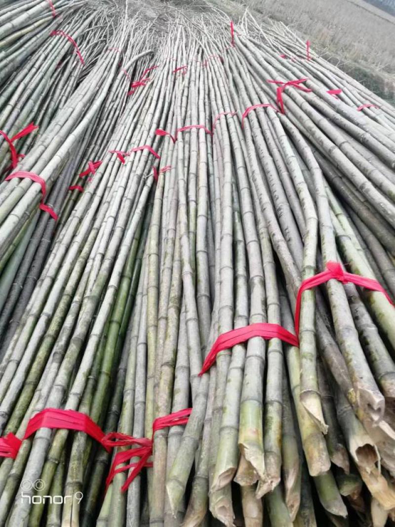 【精品竹竿】一手货源，精品保质量，货源稳定，大量出售
