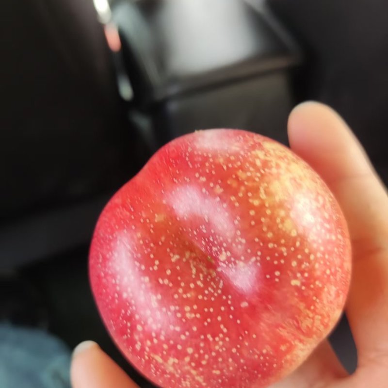 小油蟠桃大量有货