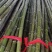 【精品竹竿】一手货源，精品保质量，货源稳定，大量出售