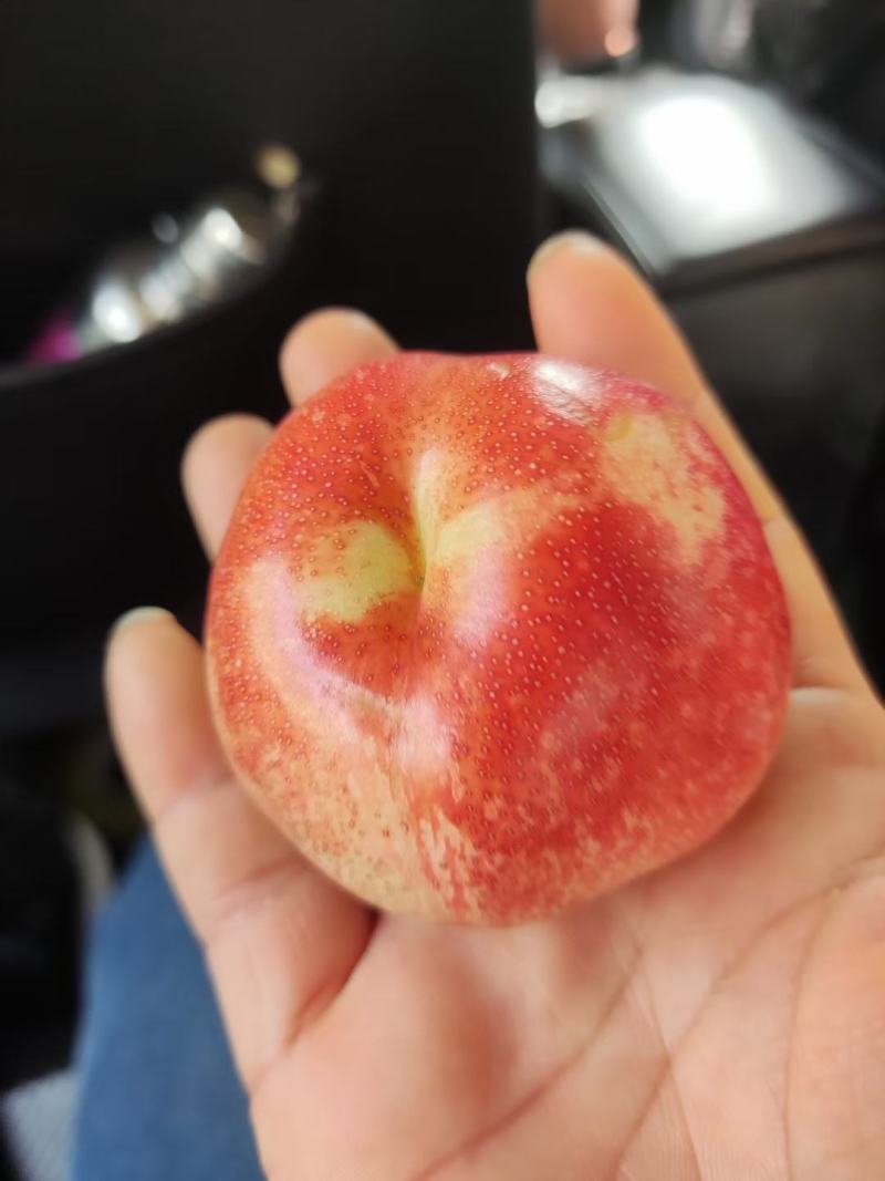 小油蟠桃大量有货