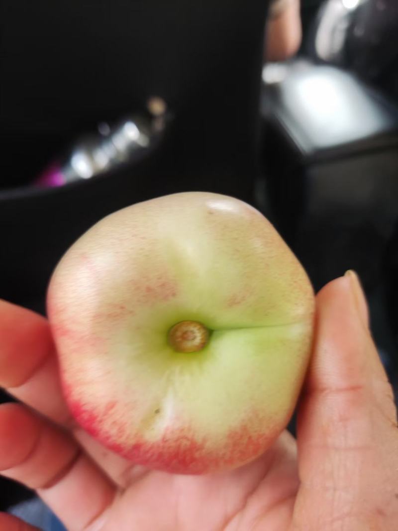 小油蟠桃大量有货