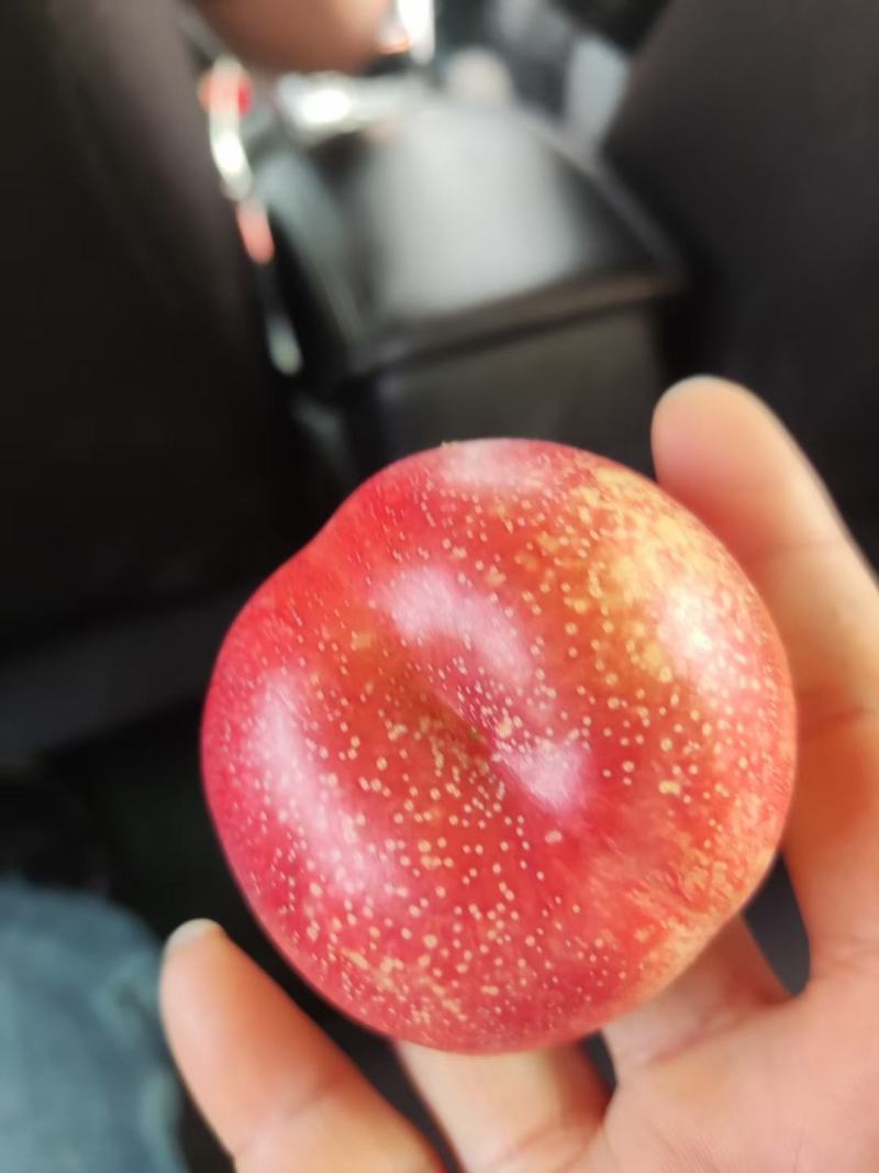 小油蟠桃大量有货