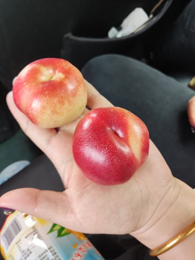 小油蟠桃大量有货