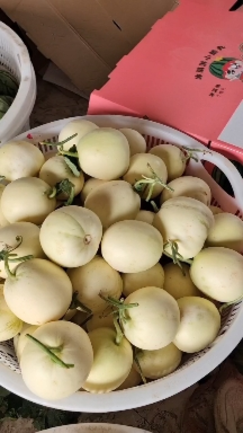精品小甜瓜，白莎密万亩产地直销，大量现货供应