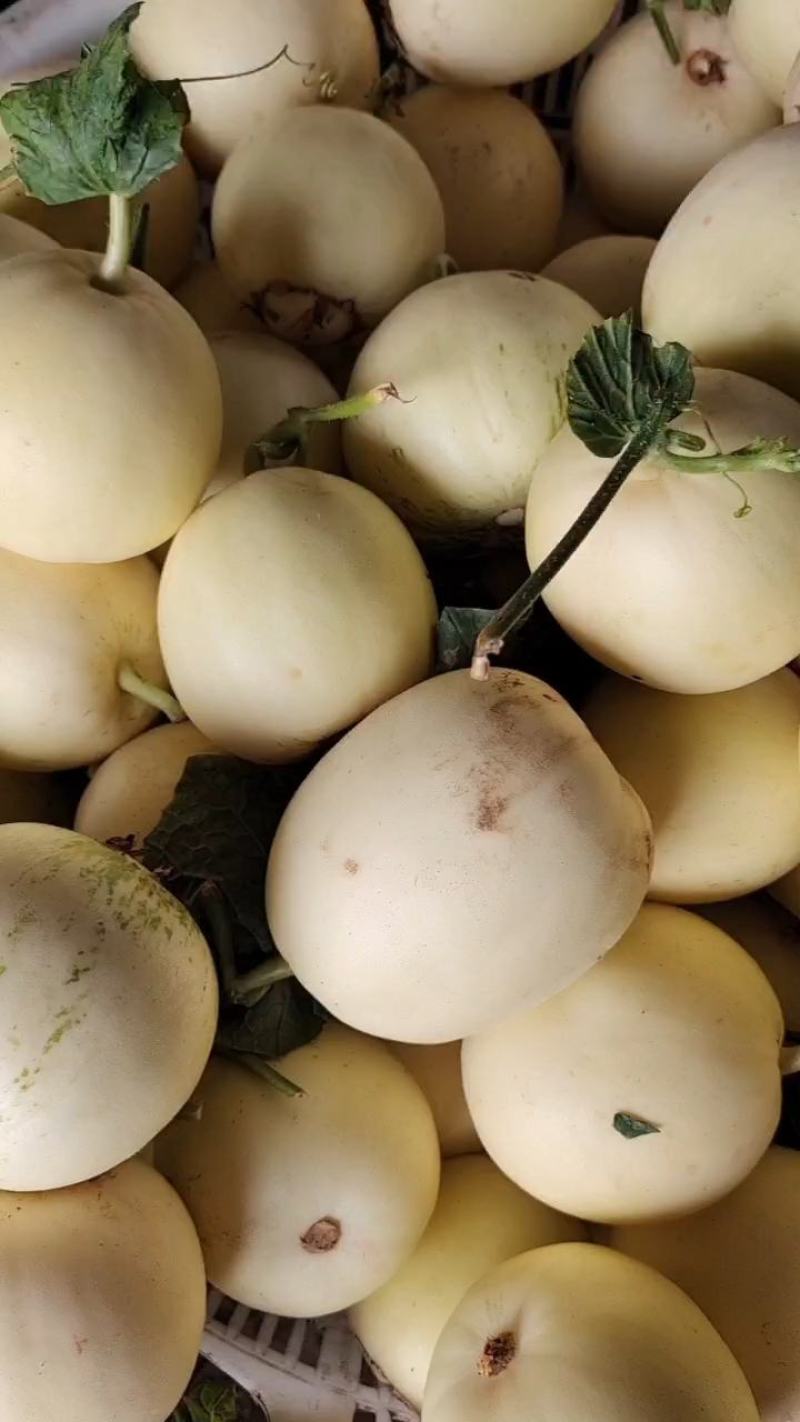 精品小甜瓜，白莎密万亩产地直销，大量现货供应