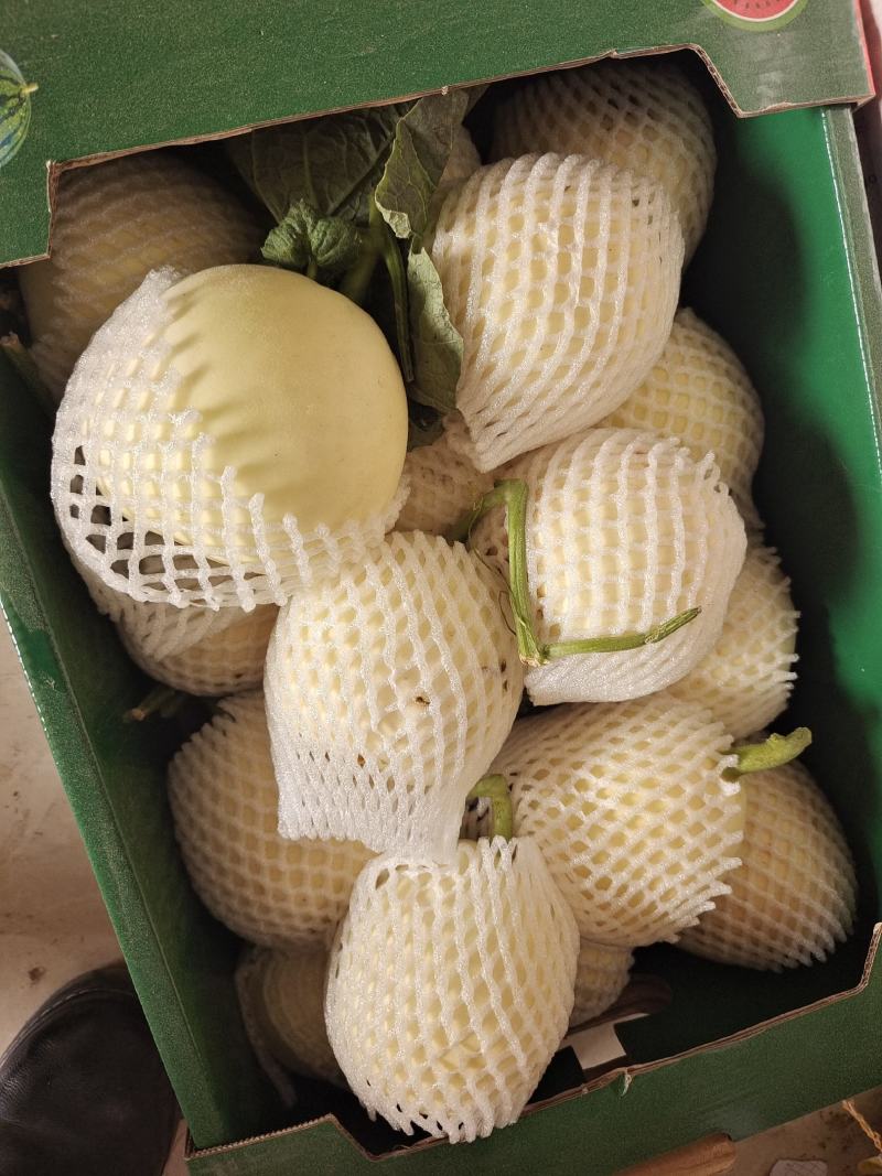 精品小甜瓜，白莎密万亩产地直销，大量现货供应