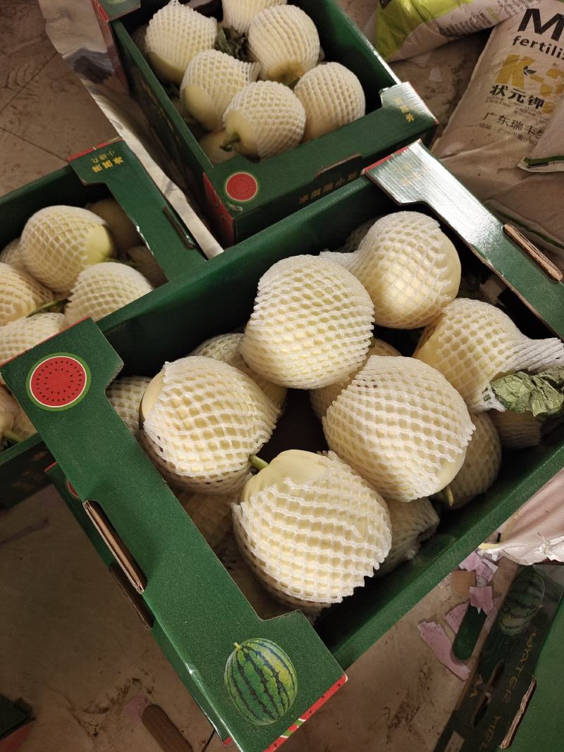 精品小甜瓜，白莎密万亩产地直销，大量现货供应