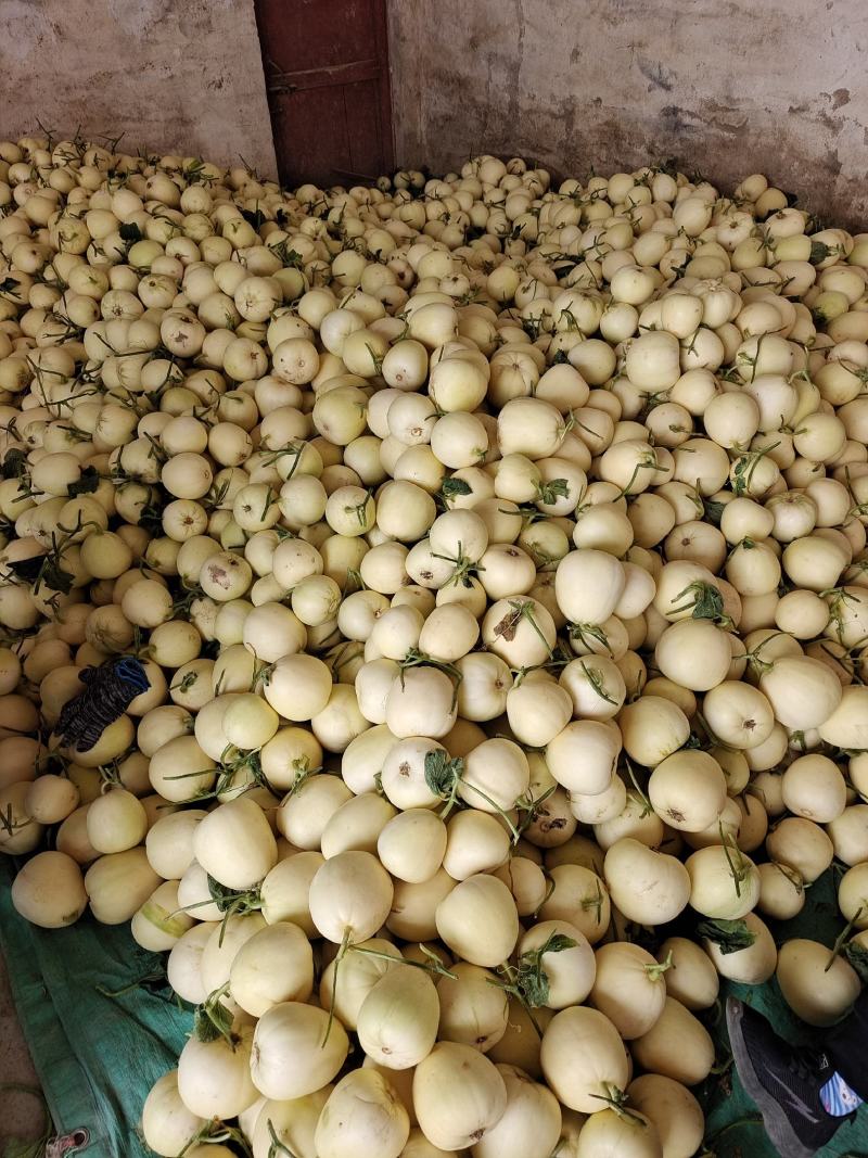 精品小甜瓜，白莎密万亩产地直销，大量现货供应