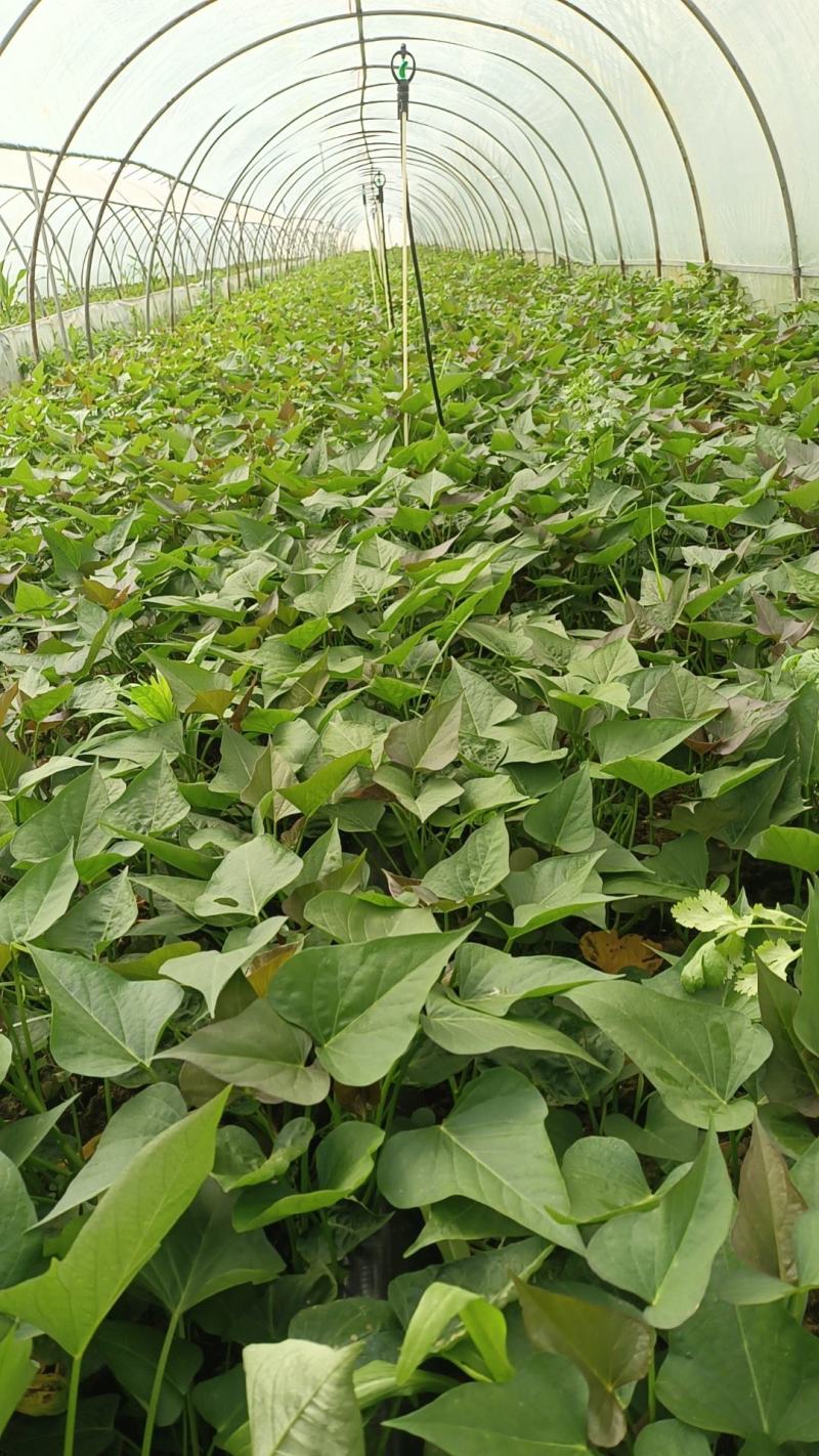 【推荐】红薯苗西瓜红大田苗基地栽种一手货源发往全国市场