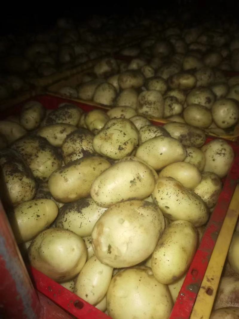 黄心土豆产地看货货源充足支持视频看货欢迎来电
