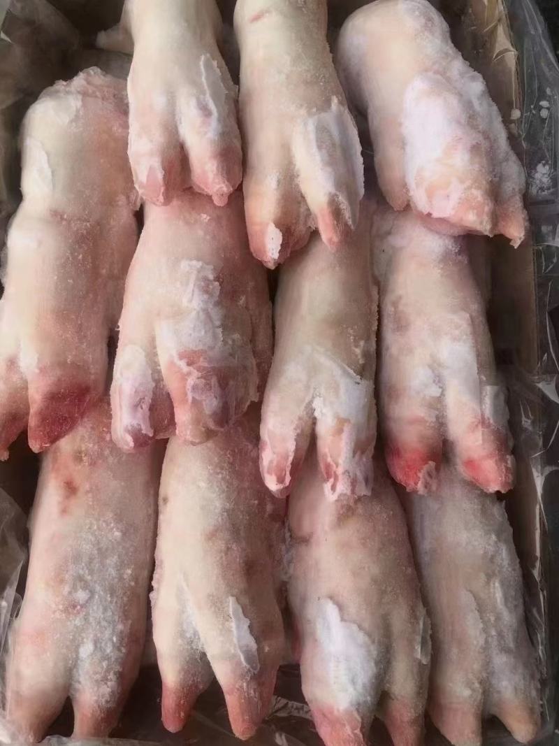 母猪一级带筋猪蹄，新货，长期生产，品质保证，供应稳定