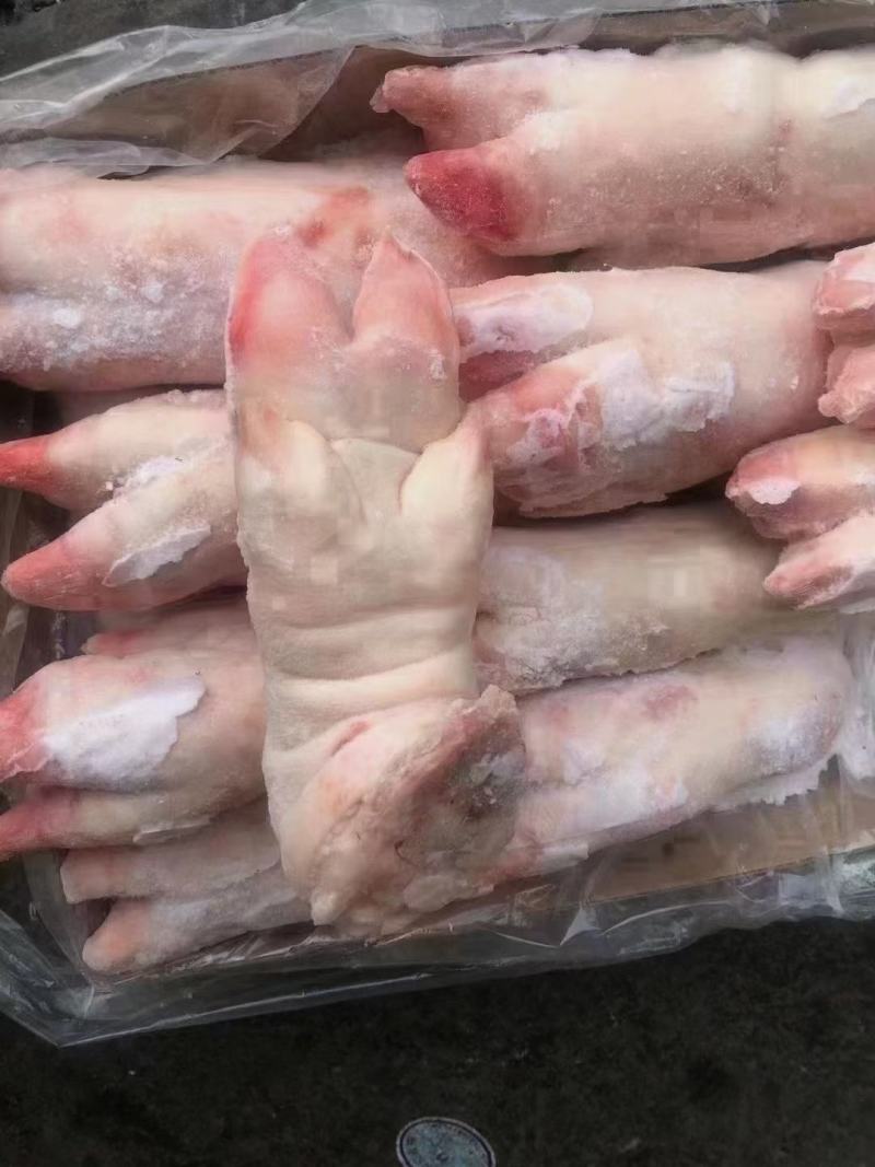 母猪一级带筋猪蹄，新货，长期生产，品质保证，供应稳定