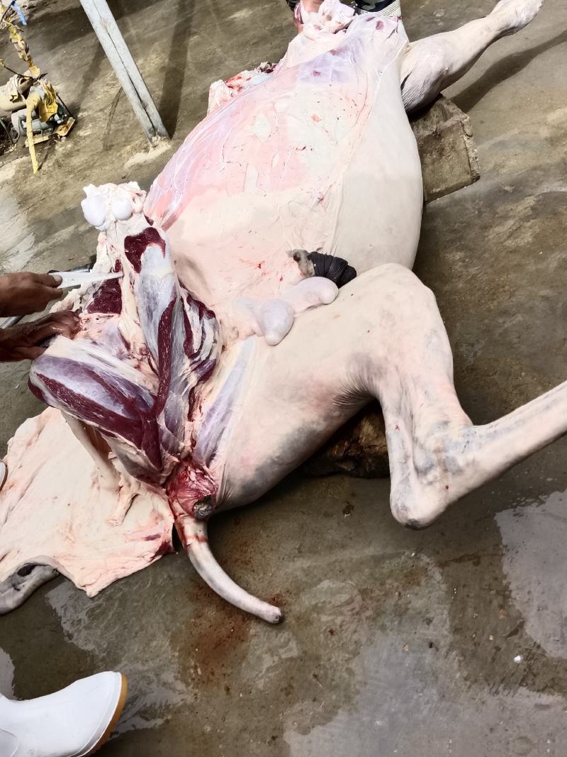 活驴现杀，新鲜驴肉