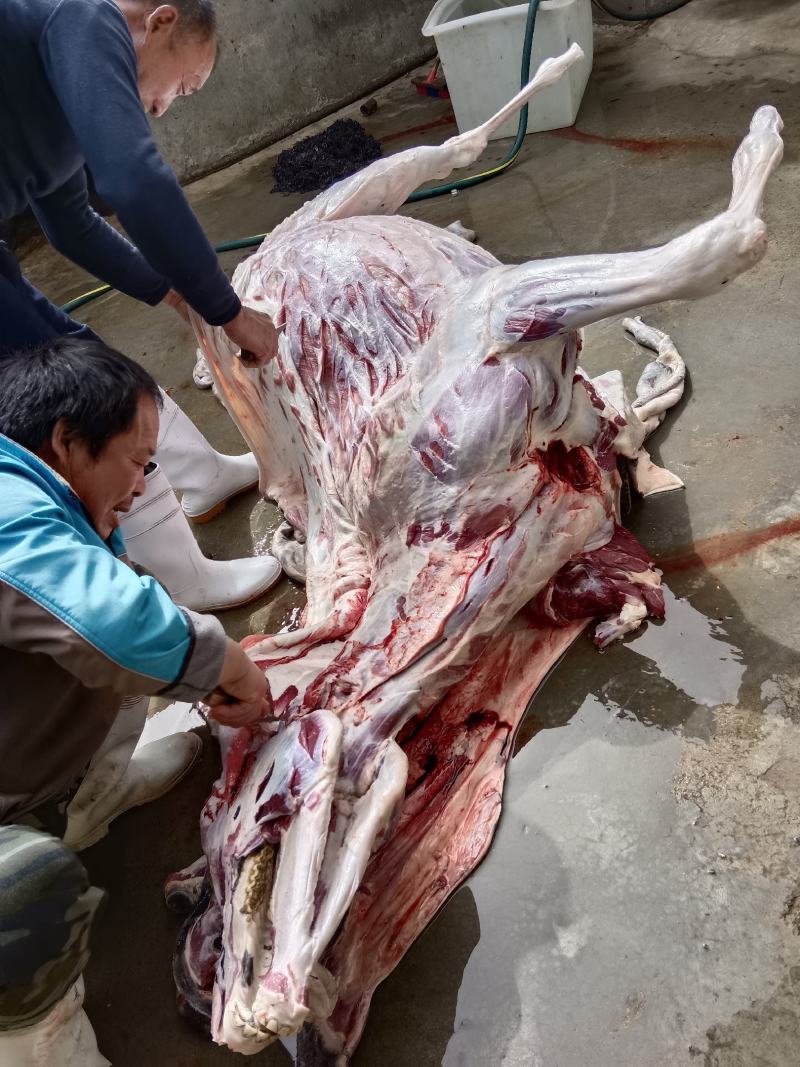 活驴现杀，新鲜驴肉