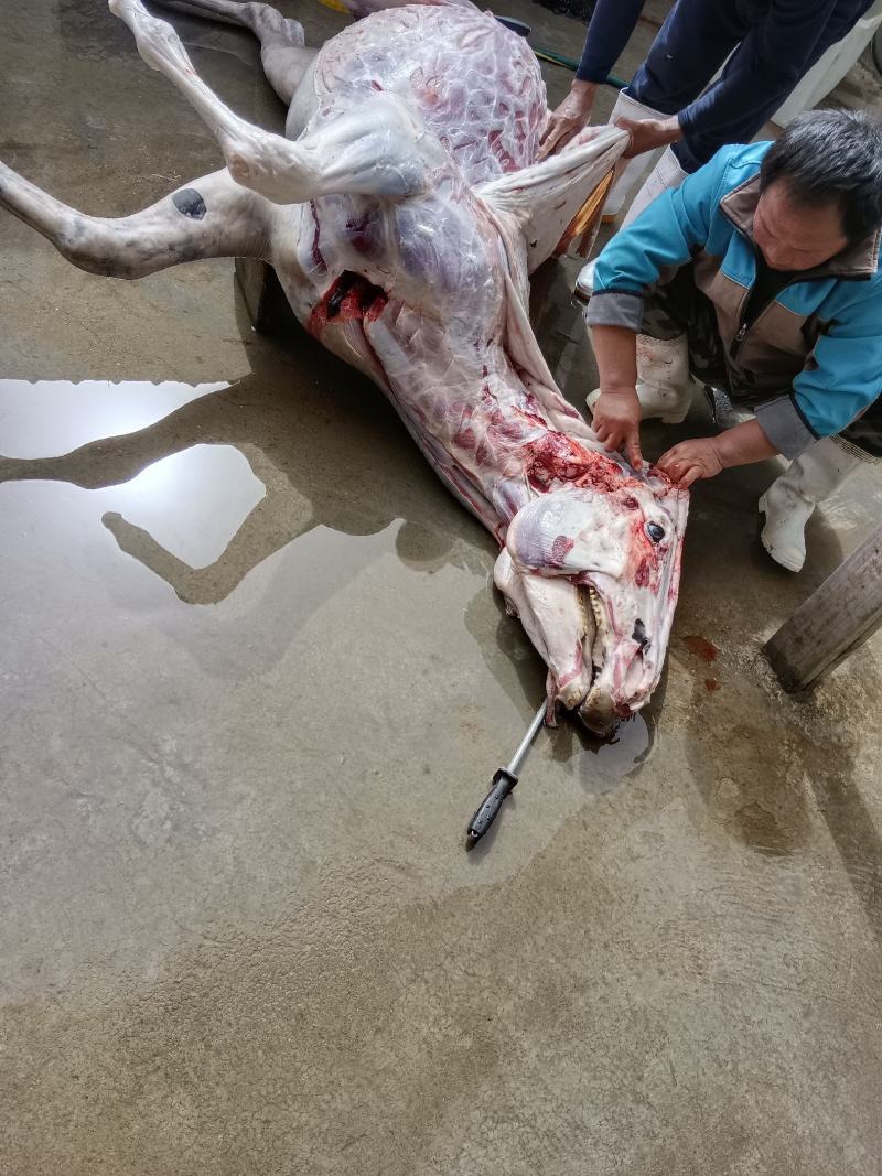 活驴现杀，新鲜驴肉