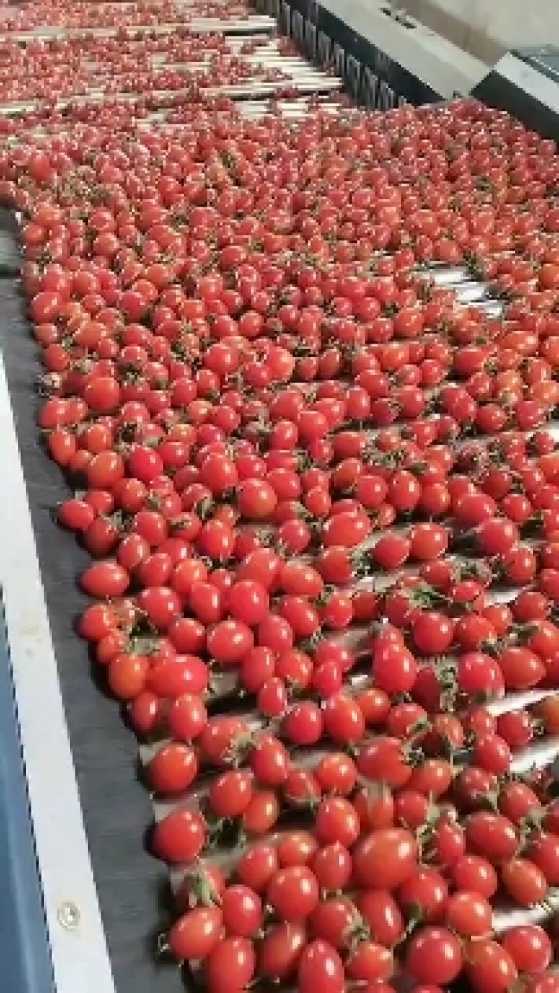 基地发货质量保证口感好个匀