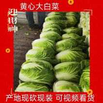 矮颗黄心大白菜净菜3-6斤，货源充足！！