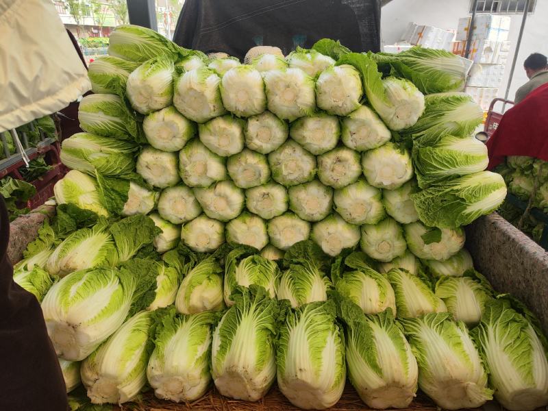 矮颗黄心大白菜净菜3-6斤，货源充足！！