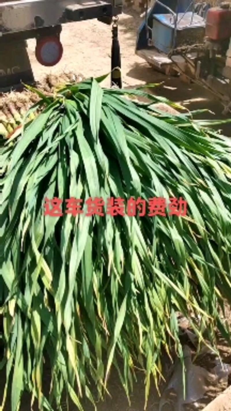 甘肃临洮红根蒜苗大量上市50-60cm根红叶绿