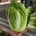 矮颗黄心大白菜净菜3-6斤，货源充足！！