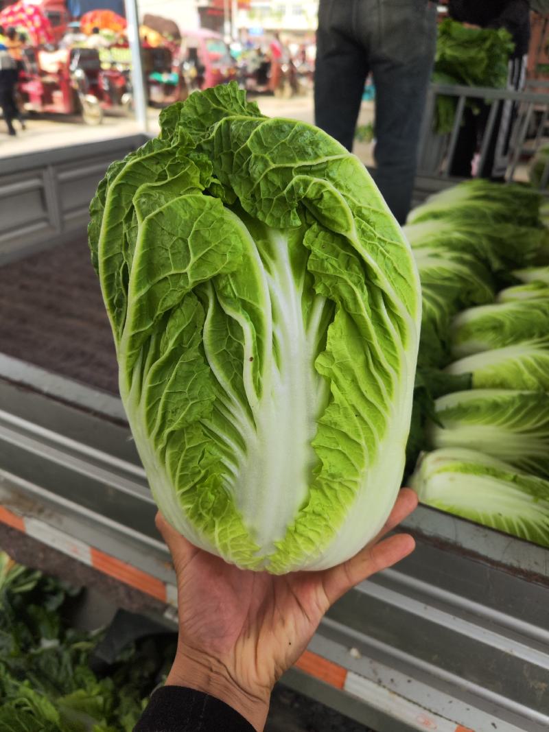 矮颗黄心大白菜净菜3-6斤，货源充足！！