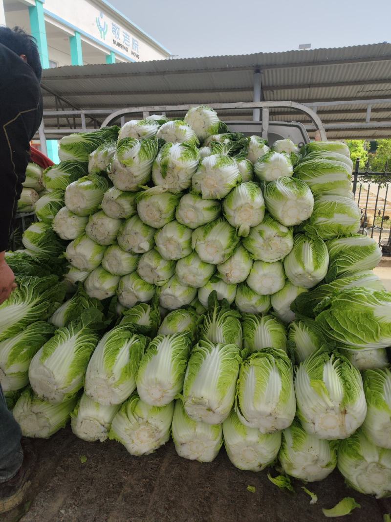 矮颗黄心大白菜净菜3-6斤，货源充足！！