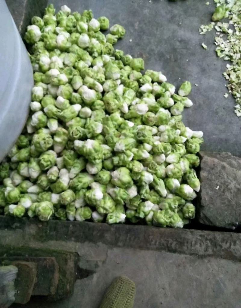 风干榨菜皮