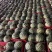 甜王大量上市中产地直发一手货源新地甜王大量供应