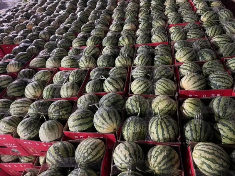 甜王大量上市中产地直发一手货源新地甜王大量供应