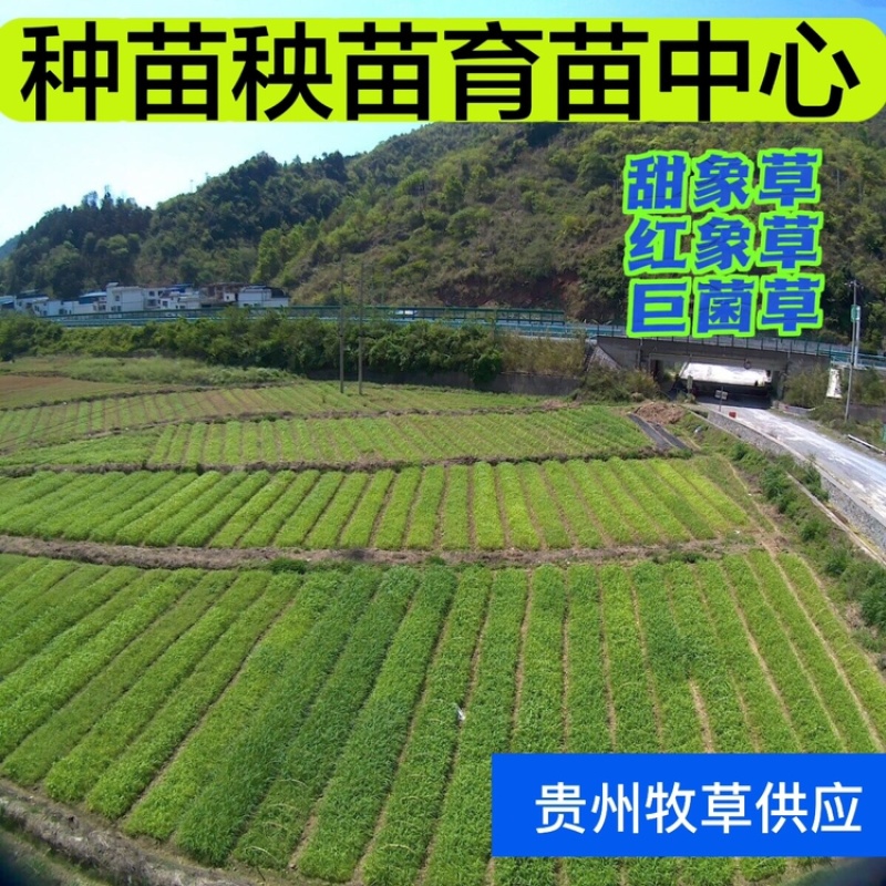 【一亩田推荐】无毛3号甜象草幼苗巨菌草苗红象草苗皇竹草苗