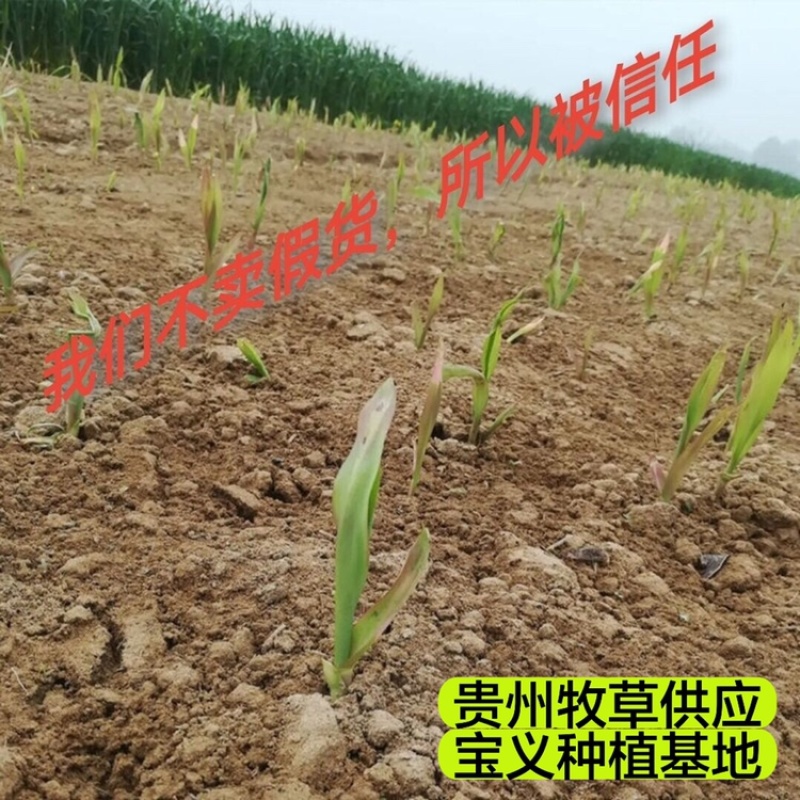 【一亩田推荐】无毛3号甜象草幼苗巨菌草苗红象草苗皇竹草苗