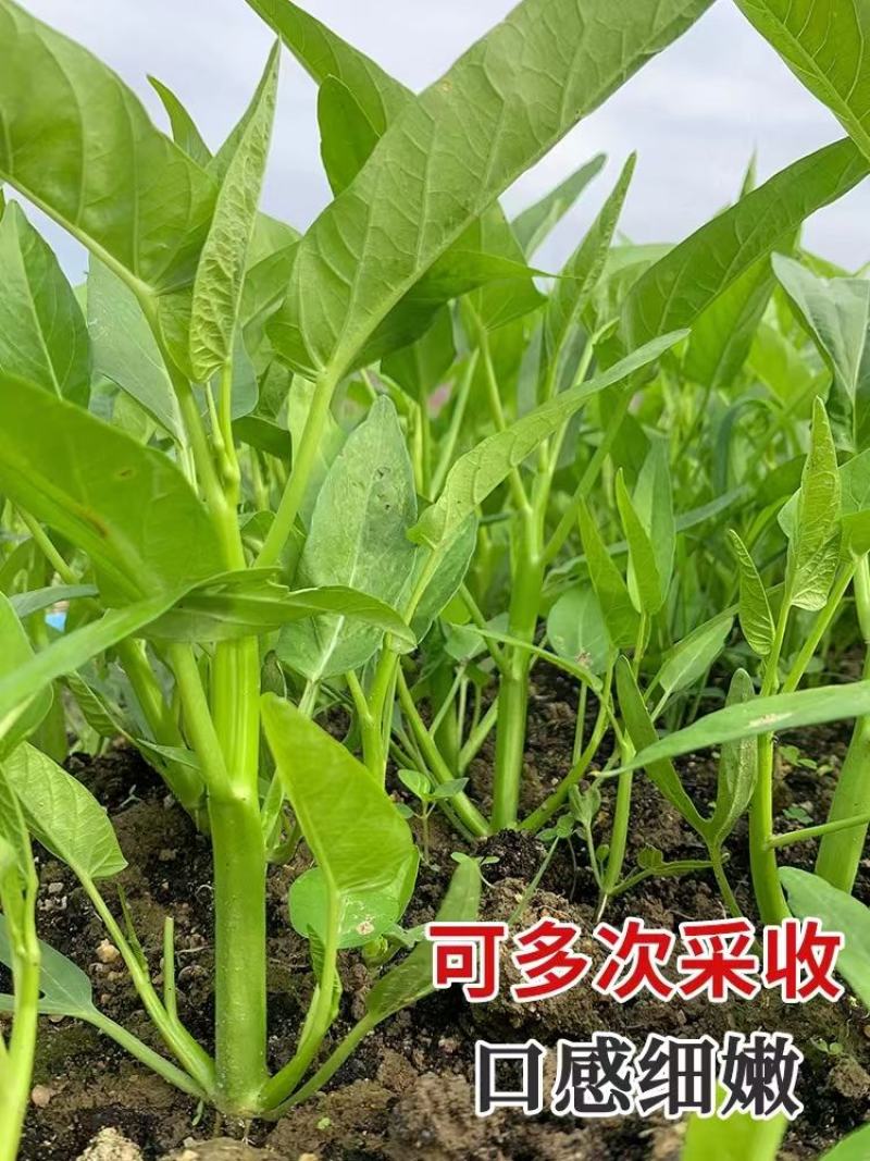 忠蔬正宗三叉空心菜种子一籽三叉空心菜旱地水地皆可种植
