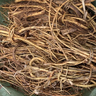 新鲜野生五指毛桃