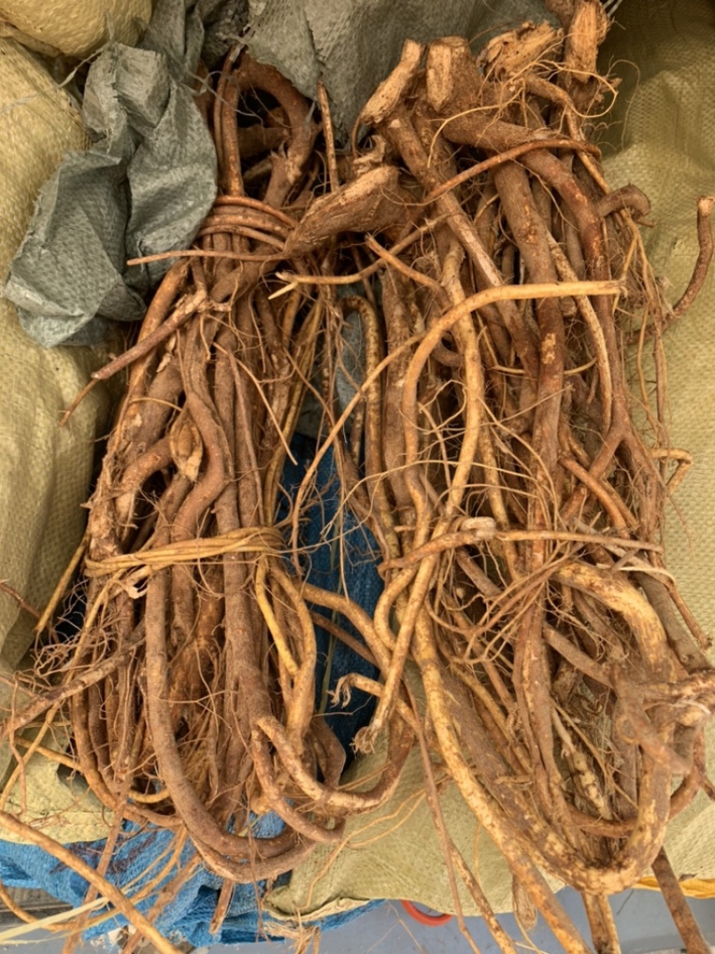 新鲜野生五指毛桃