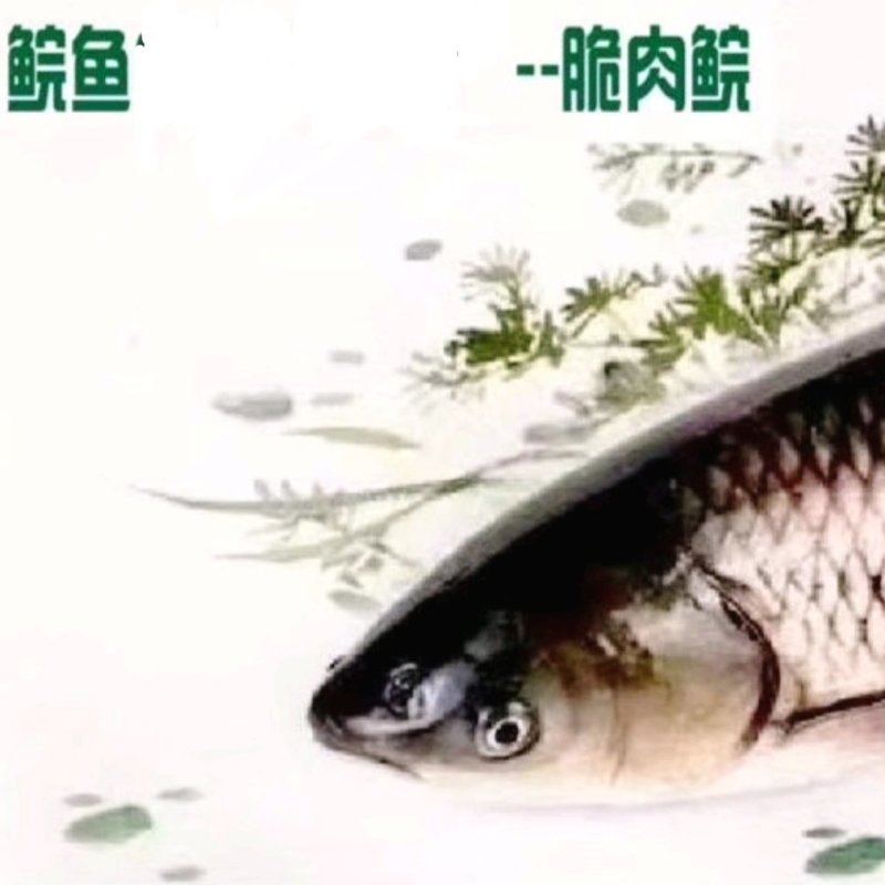 中山东升脆肉鲩，主打10-12斤/条脆鲩，口感韧爽脆度高