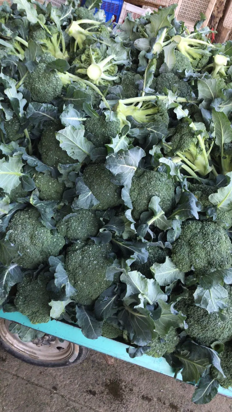 【西兰花】东台蔬菜基地全年都有货的价格可谈一手货源全国发