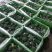 【西兰花】东台蔬菜基地全年都有货的价格可谈一手货源全国发