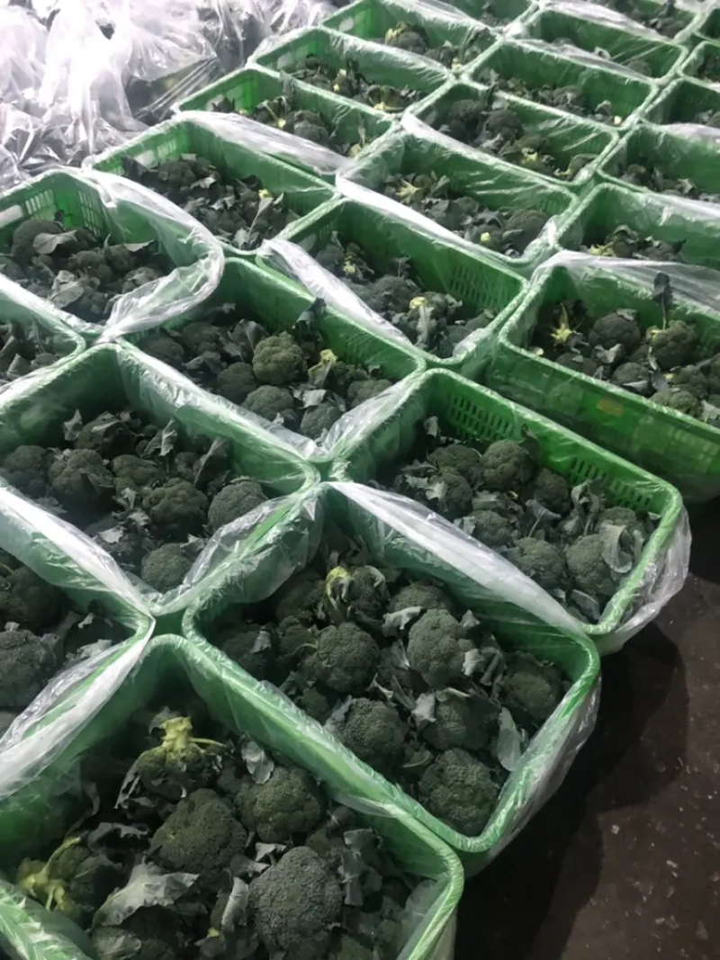 【西兰花】东台蔬菜基地全年都有货的价格可谈一手货源全国发
