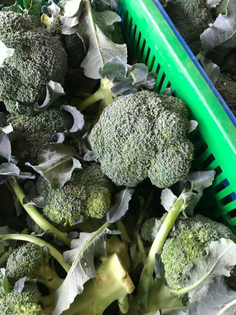 【西兰花】东台蔬菜基地全年都有货的价格可谈一手货源全国发