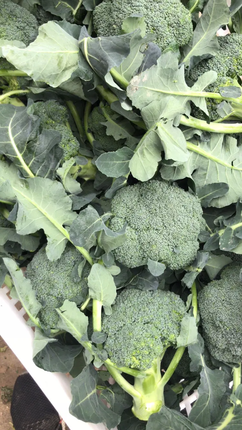 【西兰花】东台蔬菜基地全年都有货的价格可谈一手货源全国发