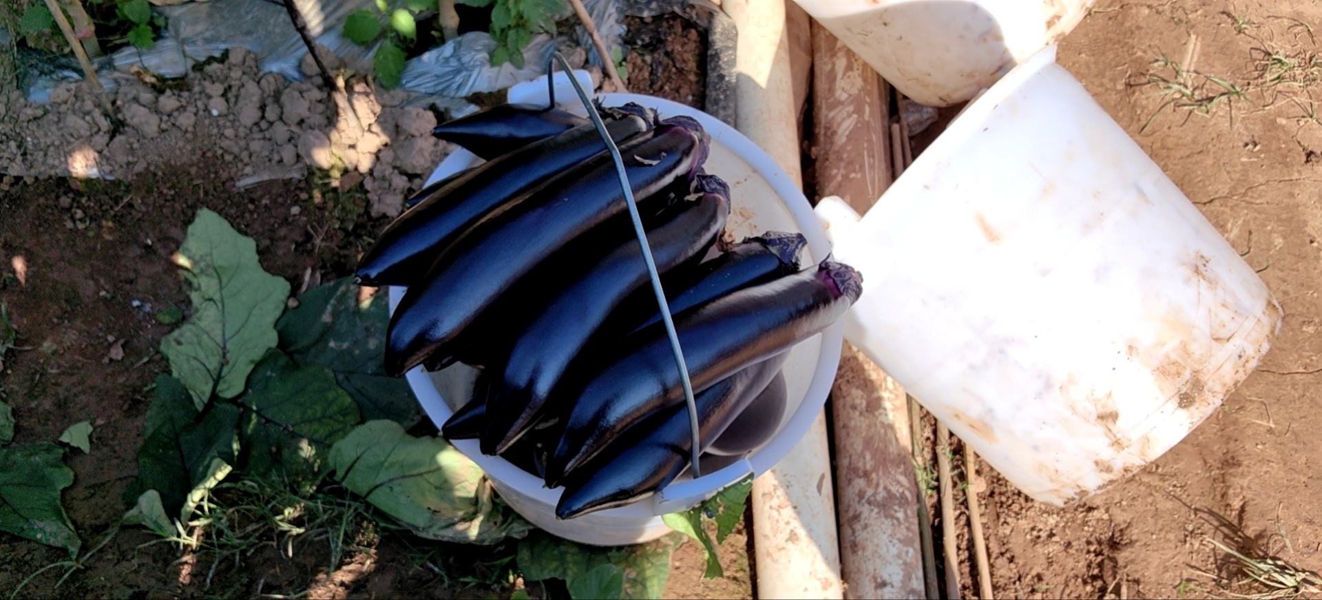 一个不锈钢蒸锅中,几根整茄子正在水中蒸煮,蒸汽升腾,背景为厨房环境 蒸锅中正在水煮的茄子