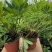 羽扇豆鲁冰花花期长切花材料园林绿化景观