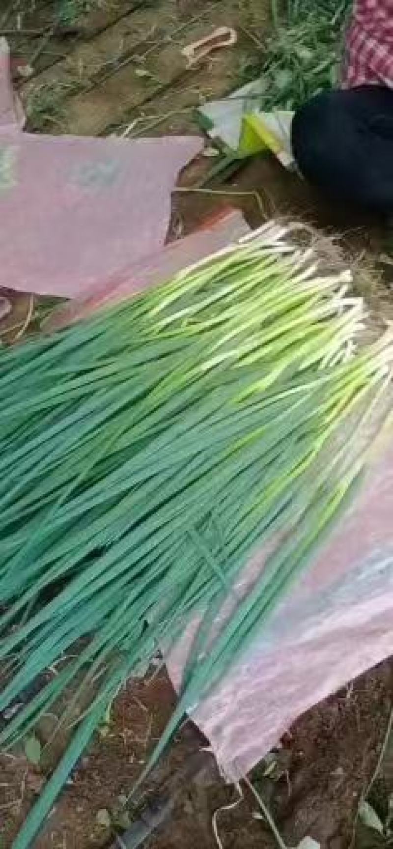 精品香葱