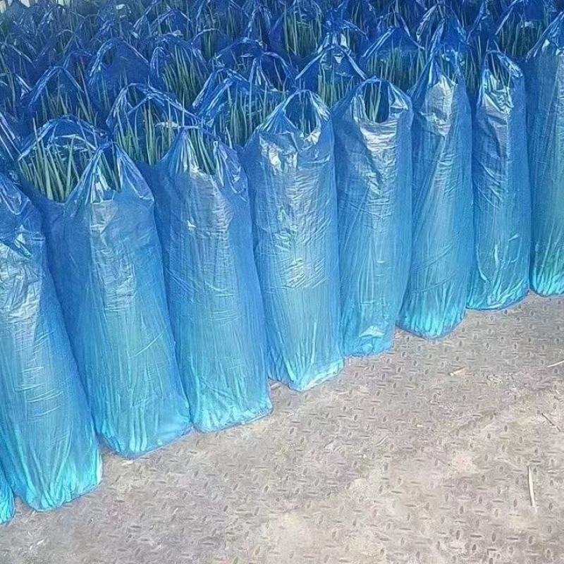 精品香葱