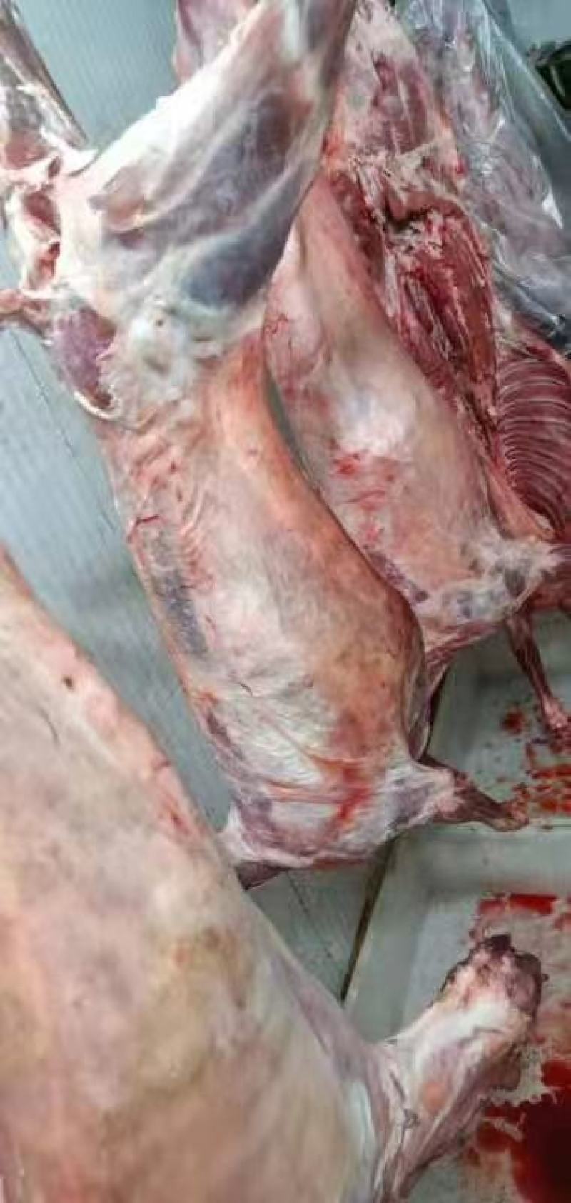 羊肉，草羊，食草羊，吃草的羊肉口感细嫩，营养极高，
