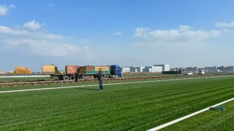 山东草坪基地常年出售优质草皮