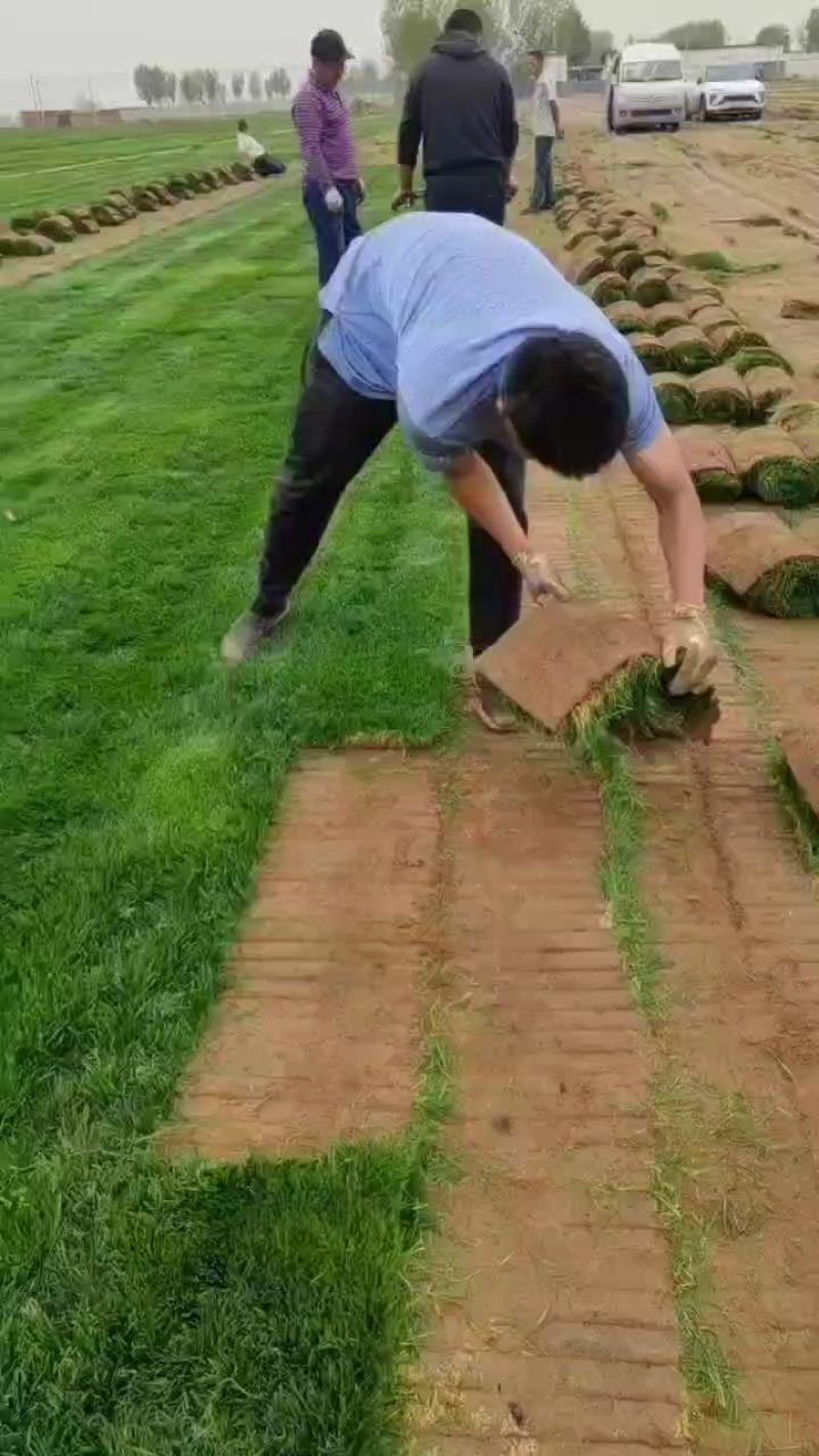 山东草坪基地常年出售优质草皮
