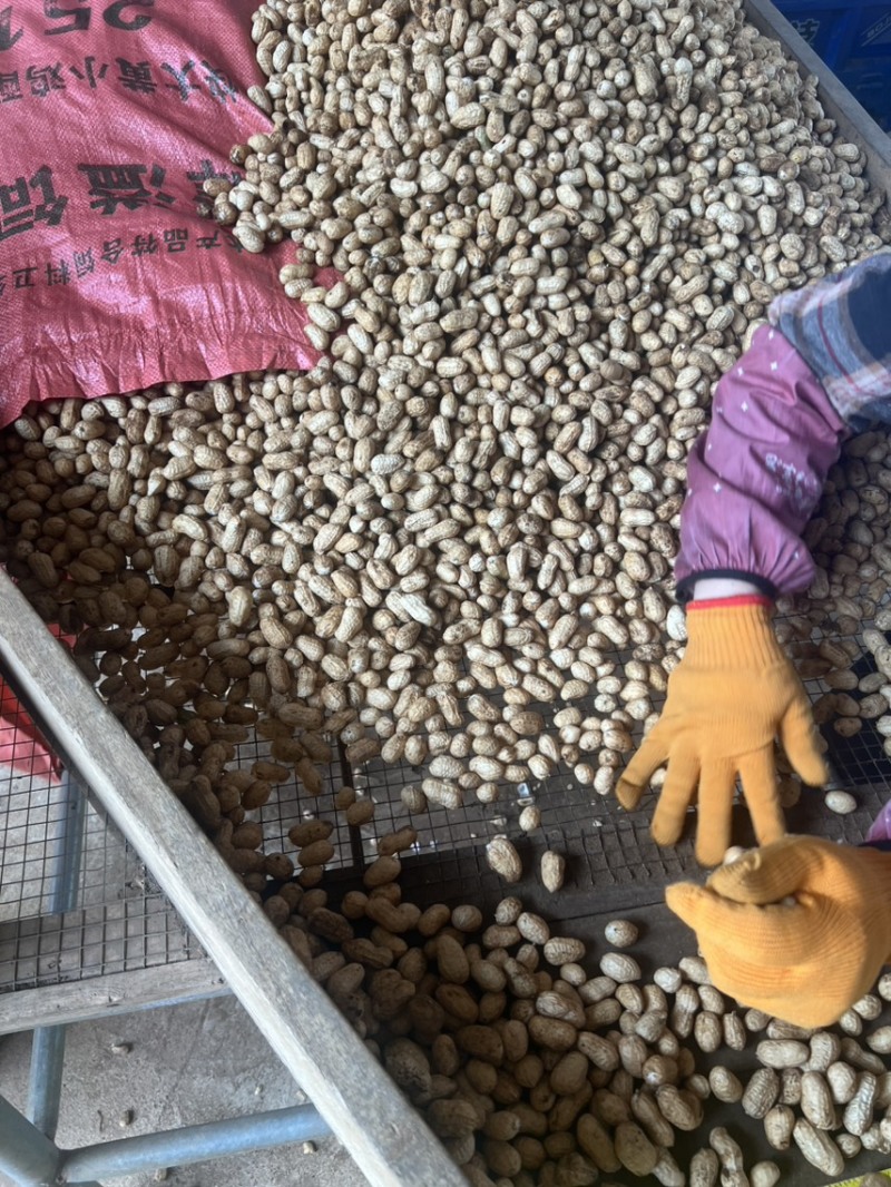 广东两颗粒白米花生，沙地鲜货，颗粒均匀饱满，精挑细选。